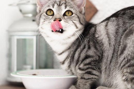 11 Foods That Will Kill Your Cat - belpro