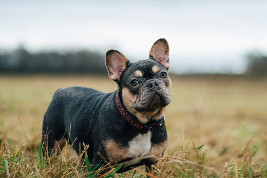 Common Questions for Going Outside with Your Dog - belpro
