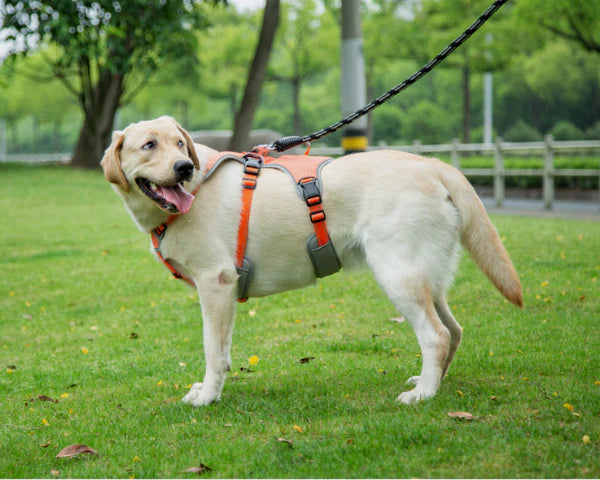 The Top 5 Benefits of Using a Dog Harness for Rescue and Active Dogs
