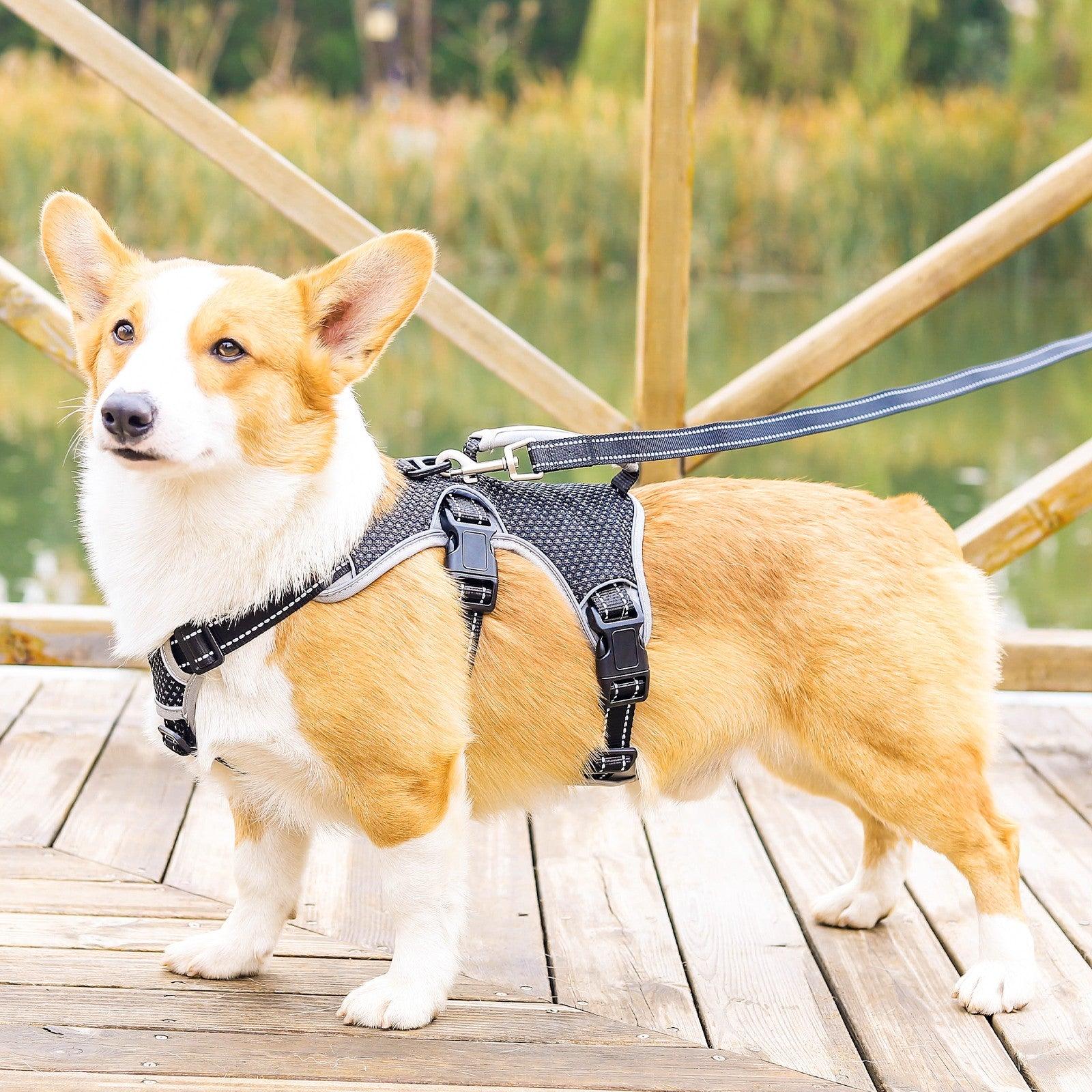 Corgi standing wearing black escape proof harness with leash