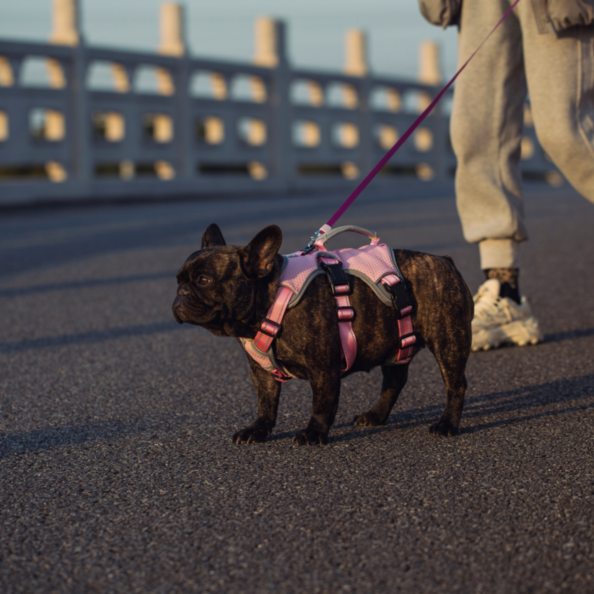 French bulldog walking in a pink reflective dog harness
