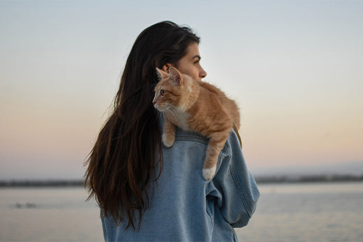 8 Odd Cat Behaviors Explained - belpro