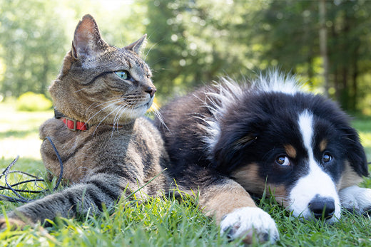 Differences Between Having A Dog Or A Cat - belpro