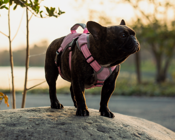 escape proof harness