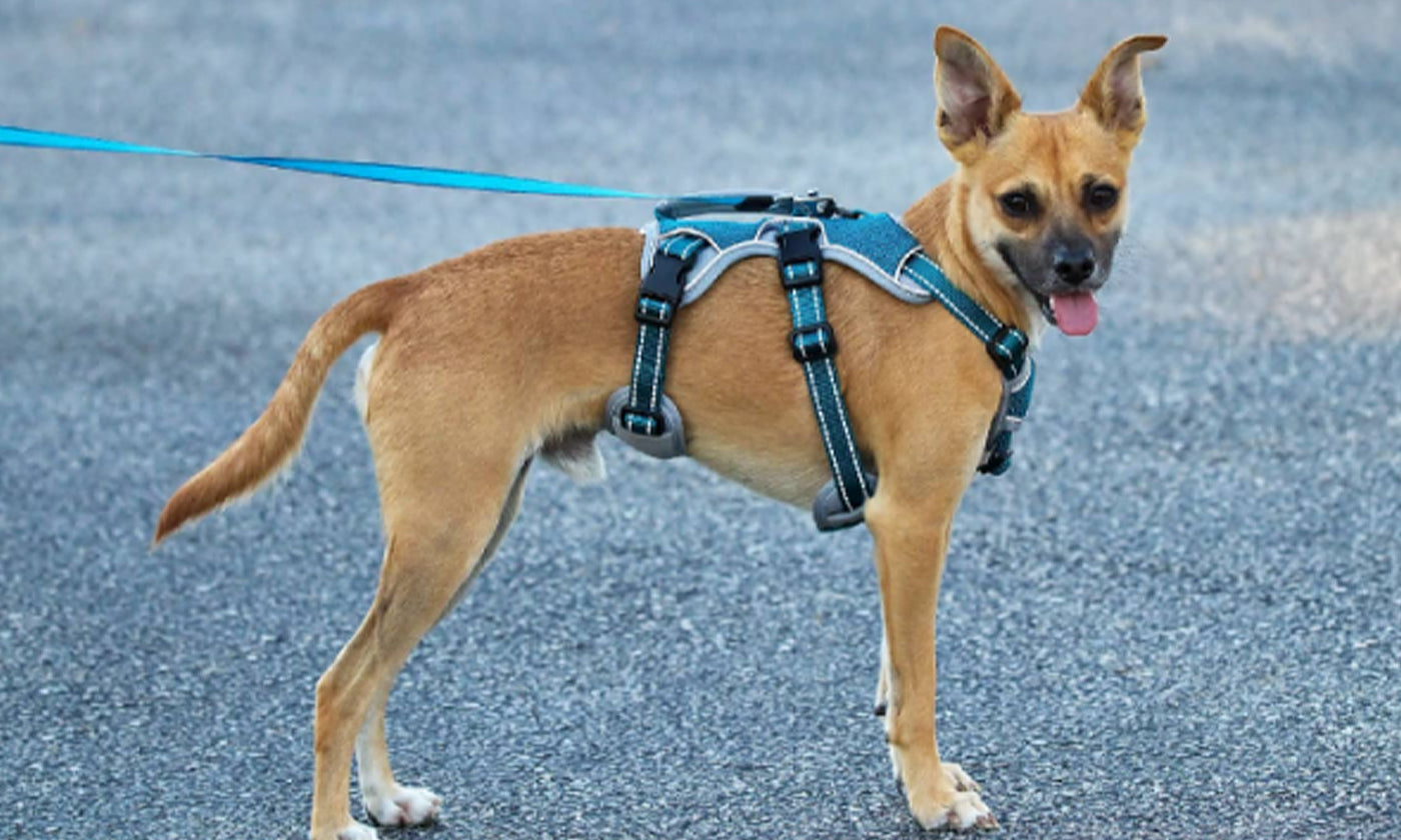 dog harness for rescue dogs