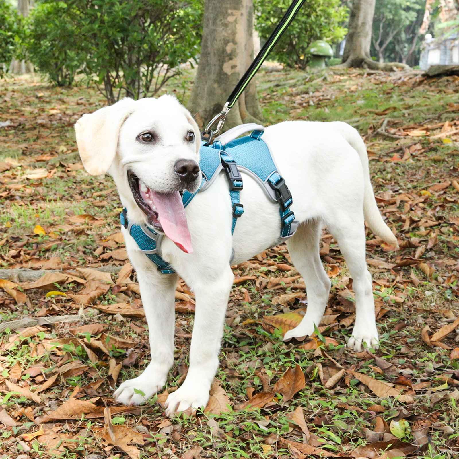 Golden retriever with blue dog harness