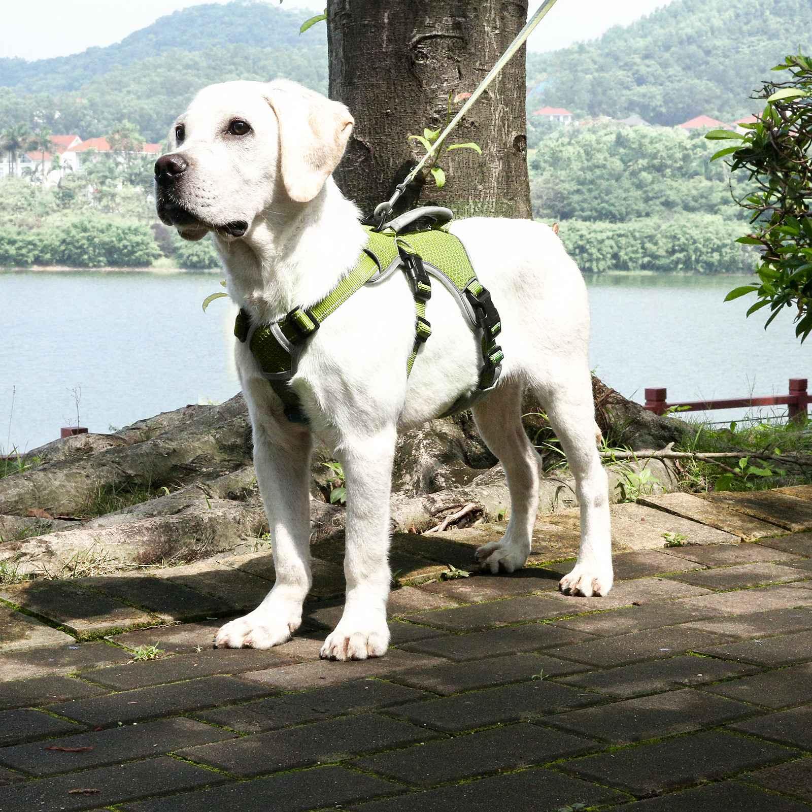 green dog harness with handle