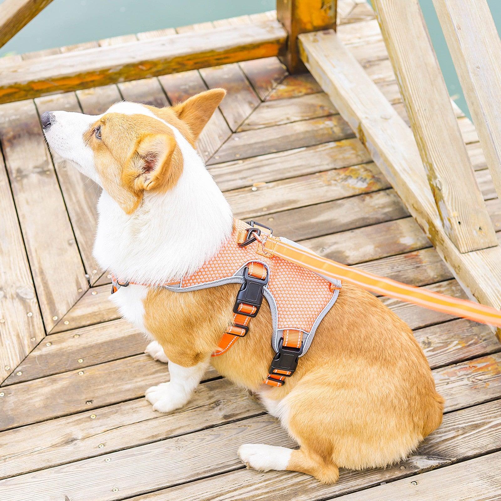 Dog sitting wearing an orange reflective dog harness